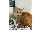 Adopt Nolan a Orange or Red Domestic Shorthair / Domestic Shorthair / Mixed cat