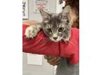 Adopt Bertha a Gray or Blue Domestic Shorthair / Domestic Shorthair / Mixed cat