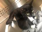 Adopt Ezra a Black (Mostly) Domestic Shorthair / Mixed (short coat) cat in