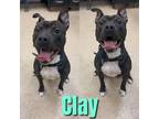 Adopt CLAY a Black - with White American Pit Bull Terrier / Mixed dog in