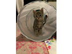 Adopt Mango a Gray or Blue Domestic Shorthair / Domestic Shorthair / Mixed cat