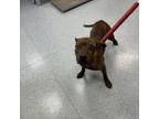 Adopt GCG-Stray-gc314 (Tigger) a Pit Bull Terrier