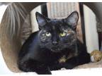 Adopt Spam a All Black Domestic Shorthair / Domestic Shorthair / Mixed cat in