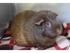 Adopt Coco a Brown or Chocolate Guinea Pig / Mixed small animal in Williamsburg