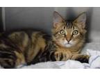 Adopt Pickles a Brown or Chocolate Domestic Longhair / Domestic Shorthair /