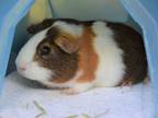Adopt Roman a Brown or Chocolate Guinea Pig / Mixed small animal in