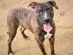 Adopt LEO a Brindle - with White American Staffordshire Terrier / Mixed dog in