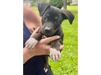Adopt Fin Jr a Black - with White Pit Bull Terrier / Shepherd (Unknown Type) /