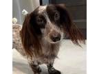 Adopt Godiva a Dachshund / Mixed dog in Weston, FL (38987160)