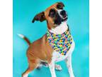 Adopt Mercy a Tan/Yellow/Fawn Boxer / Mixed dog in Newark, DE (38920733)