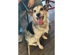 Adopt Barry a Tricolor (Tan/Brown & Black & White) Australian Cattle Dog /