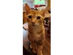 Adopt Reed Richards a Orange or Red (Mostly) Domestic Shorthair / Mixed (short