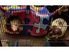 Adopt Django and Calvin a Rat (short coat) small animal in Aurora, IL (39044646)