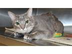 Adopt TANGY a Gray or Blue Domestic Shorthair / Mixed (short coat) cat in Los
