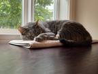 Adopt Chloe a Gray, Blue or Silver Tabby Tabby / Mixed (medium coat) cat in
