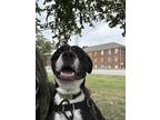 Adopt Hazel (East Campus) a Black American Pit Bull Terrier / Labrador Retriever
