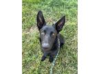 Adopt Fortune a Black German Shepherd Dog / Mixed dog in Yakima, WA (39069064)
