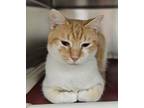 Adopt Boomer a Orange or Red Domestic Shorthair / Domestic Shorthair / Mixed cat