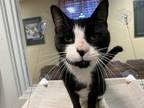 Adopt Sarge a All Black Domestic Shorthair / Domestic Shorthair / Mixed cat in