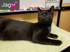 Adopt Jag a All Black Domestic Shorthair / Mixed cat in Willingboro