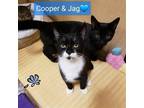 Adopt Cooper a Black & White or Tuxedo Domestic Shorthair / Mixed cat in