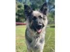 Adopt Freida a Black German Shepherd Dog / Mixed dog in Hudson, NY (39069038)
