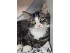 Adopt Dill a Brown or Chocolate Domestic Longhair / Domestic Shorthair / Mixed