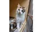 Adopt Marian a White Domestic Mediumhair / Domestic Shorthair / Mixed cat in