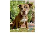 Adopt COH Luigi a Brown/Chocolate - with White Pit Bull Terrier / Mixed dog in