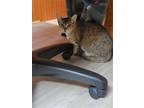 Adopt Hazel a Spotted Tabby/Leopard Spotted Domestic Shorthair / Mixed (short