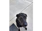 Adopt Jo Jo a Black Labrador Retriever / Doberman Pinscher / Mixed dog in