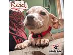 Adopt Fall Five Litter: Reid a Boxer dog in Council Bluffs, IA (39065752)