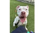 Adopt Washington a White American Pit Bull Terrier / Mixed dog in Wantagh