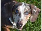 Adopt Norman, 25 lbs, 10 yrs, $400 a Brown/Chocolate - with White Dachshund /