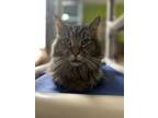 Adopt Mason a Maine Coon