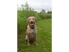 Adopt Penny a Tan/Yellow/Fawn Chesapeake Bay Retriever / Mixed dog in Ames