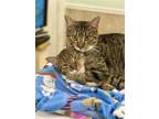 Adopt Hopper a Brown Tabby Domestic Shorthair / Mixed (short coat) cat in West