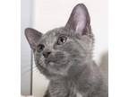 Adopt Maple a Gray or Blue Domestic Shorthair / Mixed (short coat) cat in