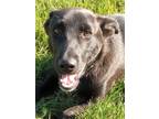 Adopt Shadow & Bone : Jesper a Black Corgi / Flat-Coated Retriever dog in