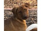 Adopt Kahless a Shepherd (Unknown Type) / Mixed dog in Grand Junction