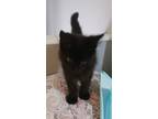 Adopt Prince a All Black Domestic Mediumhair (medium coat) cat in Waterbury