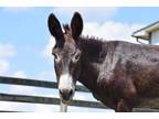 Adopt Count Chocula a Black Other/Unknown / Mixed horse in Louisville