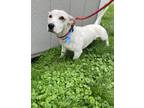 Adopt ANDY a American Pit Bull Terrier / Jack Russell Terrier / Mixed dog in