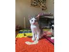 Adopt Toady a White (Mostly) Domestic Shorthair (short coat) cat in New York