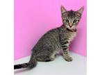 Adopt Piglet a Tan or Fawn Tabby Domestic Shorthair / Mixed (short coat) cat in