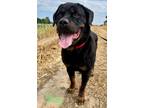 Adopt Shaq a Rottweiler dog in Windsor, CO (39055497)