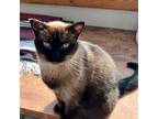 Adopt Louise a Brown or Chocolate Siamese / Mixed (medium coat) cat in