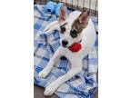 Adopt Mapache a White - with Black Husky / Cattle Dog dog in Westminster