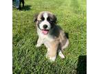 Adopt Margie a Brown/Chocolate Great Pyrenees / Husky / Mixed dog in Buffalo