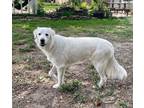 Adopt Sugar Baby a White Great Pyrenees dog in Sealy, TX (39044200)